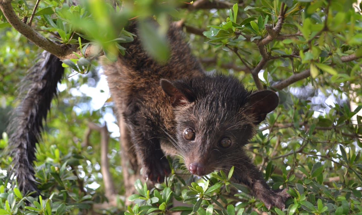 Kopi Luwak: Skrivnost najdražje kave na svetu