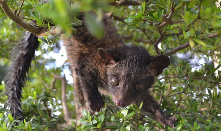 Kopi Luwak: Skrivnost najdražje kave na svetu